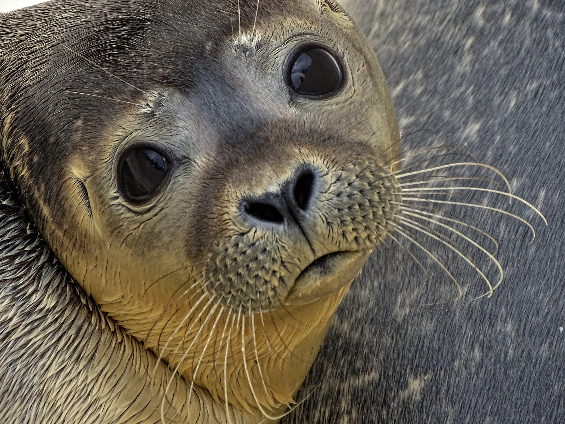 seal refuge