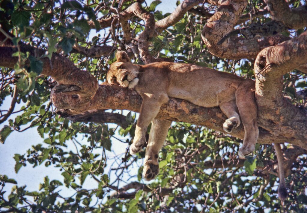 Ir a safari en Parque Nacional Queen Elizabeth es de las mejores cosas para hacer en Uganda en 2021