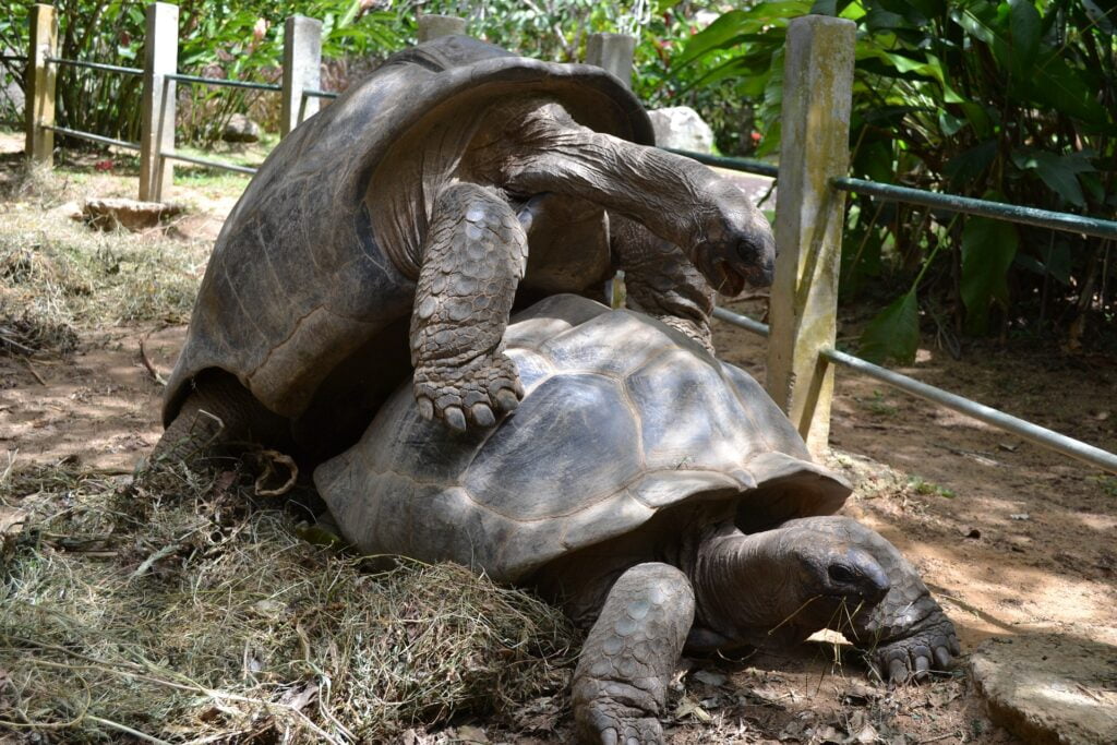 Aldabra Seychelles