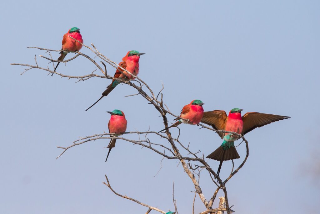 ver aves es de Las 10 mejores cosas para hacer en Botswana