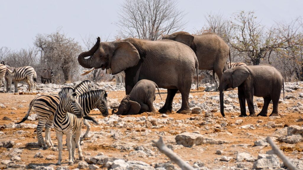 Parque Nacional de Etosha es de los mejores lugares para visitar en Namibia