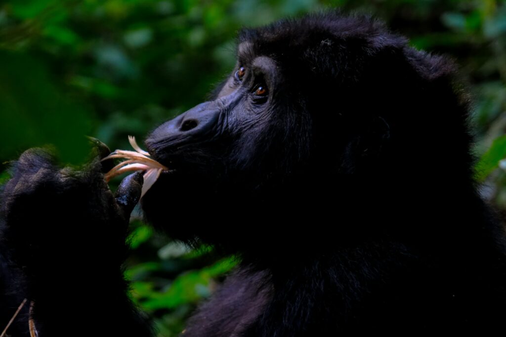 hacer un trek de gorilas es de las mejores cosas para hacer en Uganda en 2021